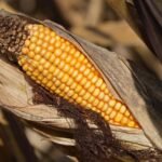 corn, cornfield, agriculture, plant, food, autumn, harvest, nature, close up, crop, corn, corn, corn, cornfield, cornfield, cornfield, agriculture, agriculture, autumn, autumn, autumn, autumn, autumn, harvest, harvest, harvest