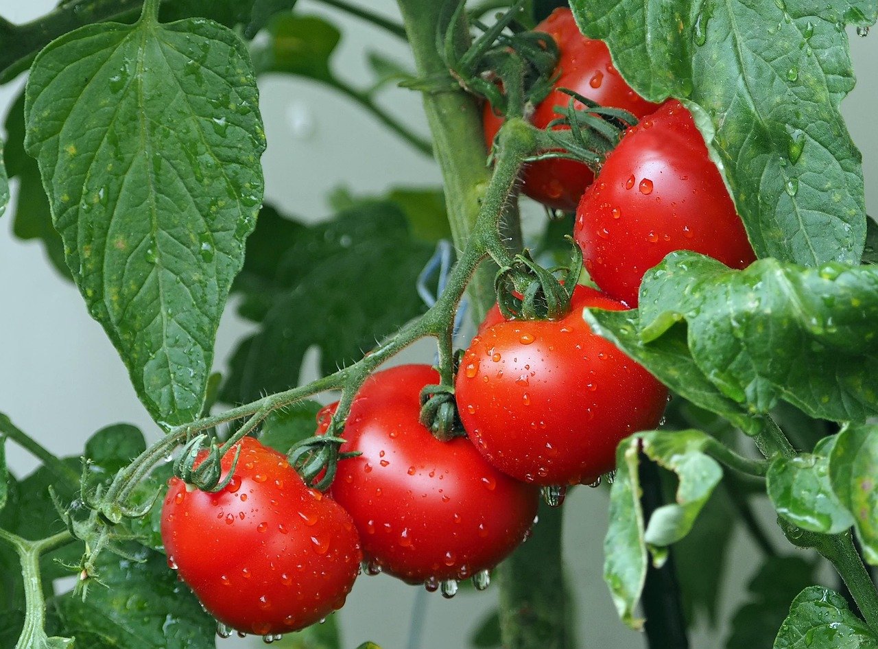 tomatoes, vines, water droplets, wet, red tomatoes, nature, fresh tomatoes, harvest, produce, organic, ripe tomatoes, leaves, plants, agriculture, rain drops, vegetables, eat, red, healthy, food, fresh, close up