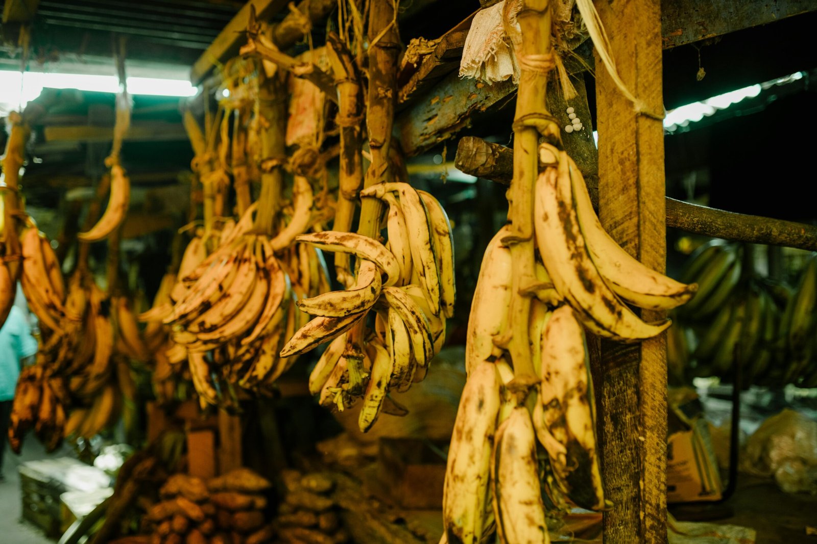 A vibrant display of ripe bananas hanging in a rustic outdoor market, showcasing tropical freshness.